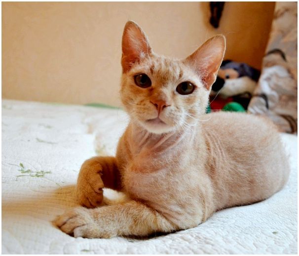 Котов с типом шерсти браш используют только для разведения, ибо котята от них получаются лысыми.