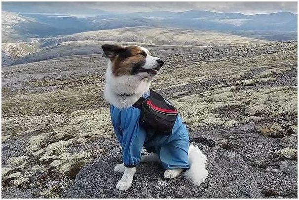 Собака-альпинист