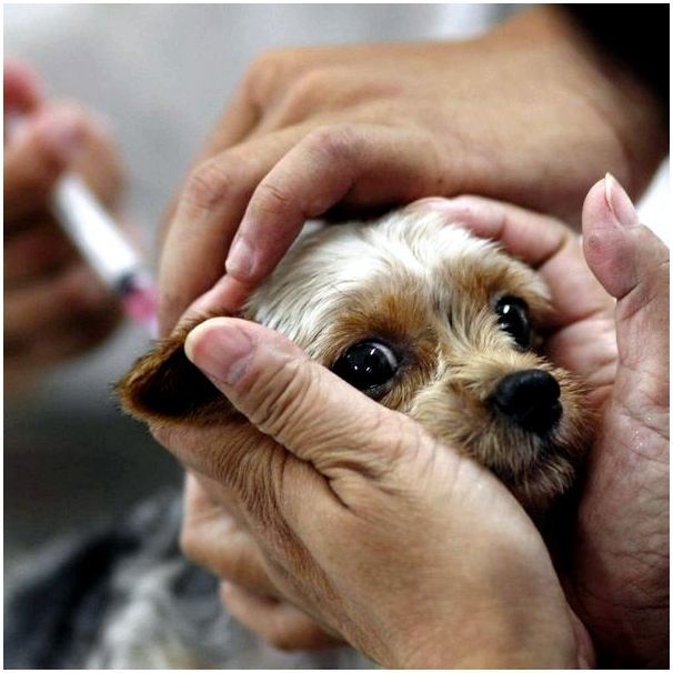 Прививка собаке комплексная название thumbnail