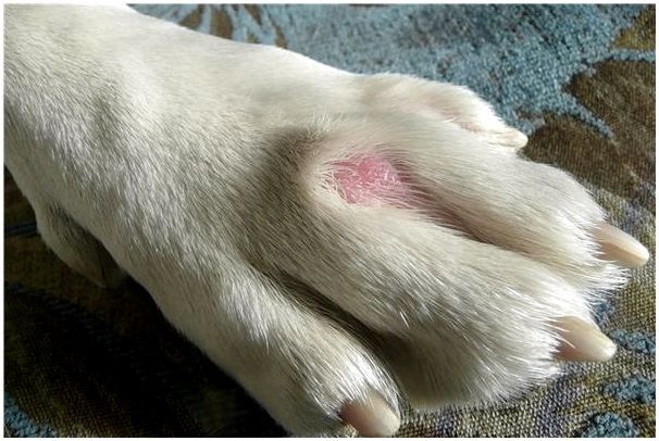 Грибковые заболевания на лапе у собаки