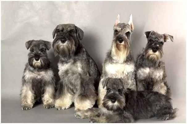 Собаки породы цвергшнауцер картинки