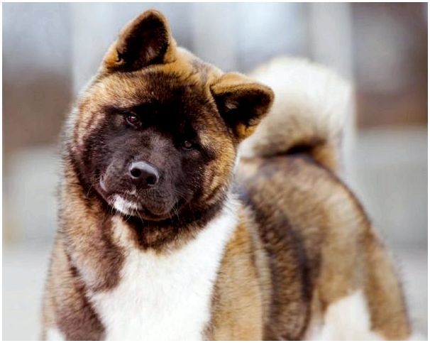 Большая японская собака: Американская Акита