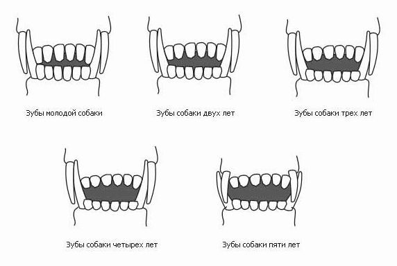Прикус у собаки правильный рисунок