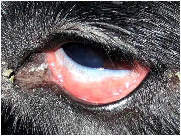 Какие должны быть глаза у здоровой собаки