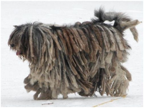 Самые необычные породы собак мира