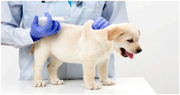 Какие названия вакцин для собак thumbnail