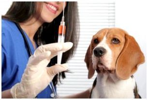 Как лечить собачий панкреатит