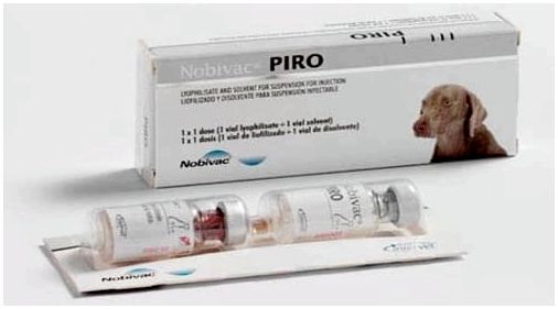 Нобивак пиро: вакцина для профилактики пироплазмоза