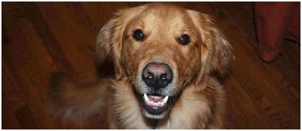 Молочные зубы у собак: когда у собак меняются молочные зубы