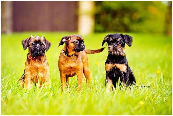 Малые бельгийские собаки породы thumbnail