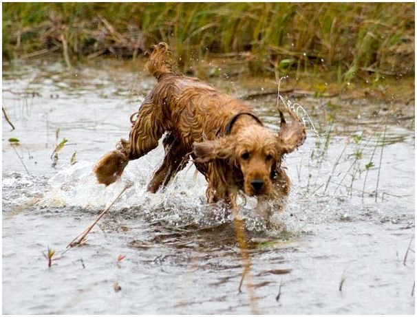 Собак бежит по мелководью