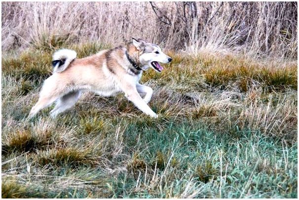 Собака бежит по болоту