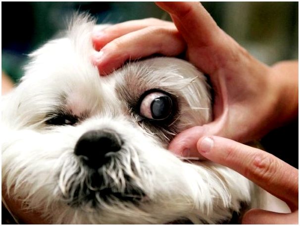 У каких собак выпадывают глаза thumbnail