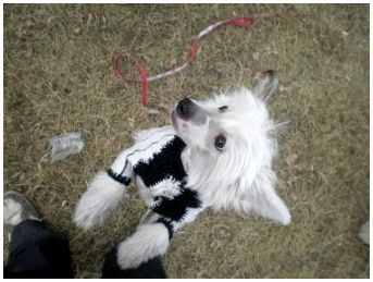 Фото собаки породы китайская хохлатая пуховая thumbnail