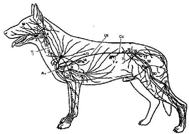 Какие лимфатические узлы у собаки