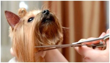 Ножницы для стрижки собак: разновидности, требования и советы по выбору