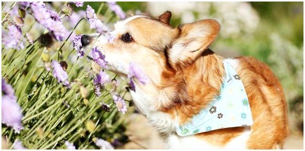 Какое лечение при аллергии у собак thumbnail