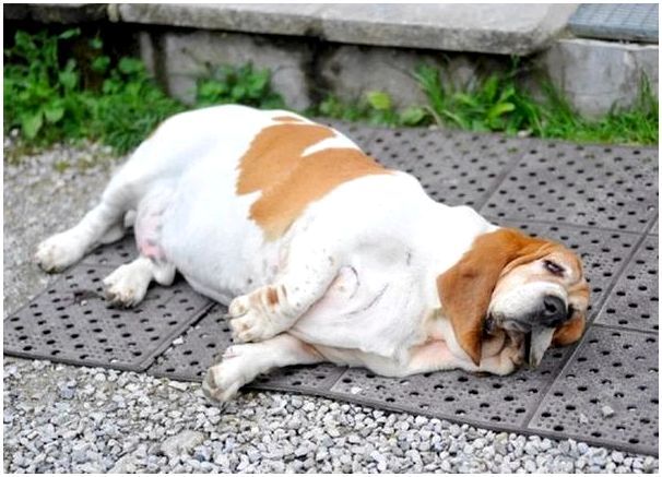 Собаки с лишним весом предрасположены к геморрою и проблемам с ЖКТ
