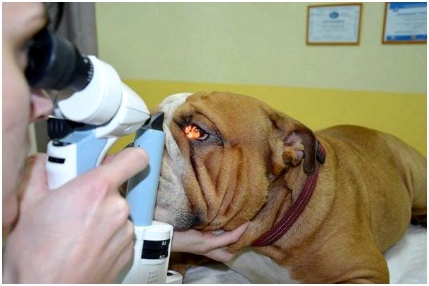 Какое зрение у собак фото thumbnail