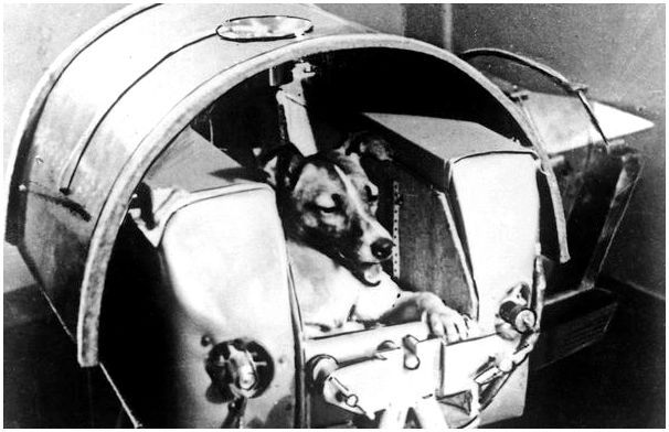 Какого числа собаки полетели в космос thumbnail