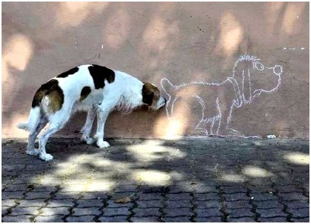 Пес нюхает стену