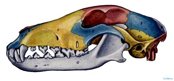 Рис.1. Череп собаки с левой стороны. Долихоцефалический череп (борзая).
