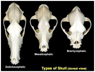 Какой череп у собаки