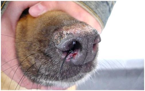 Какой нос у собаки если она болеет thumbnail