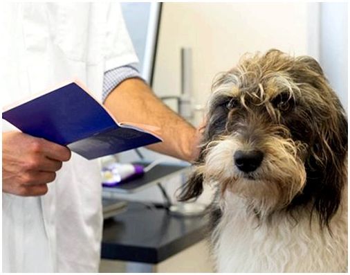 Заполнение сведений в ветклинике в паспорте собаки