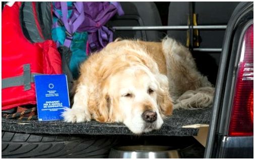 Ветеринарный паспорт для путешествия с собакой