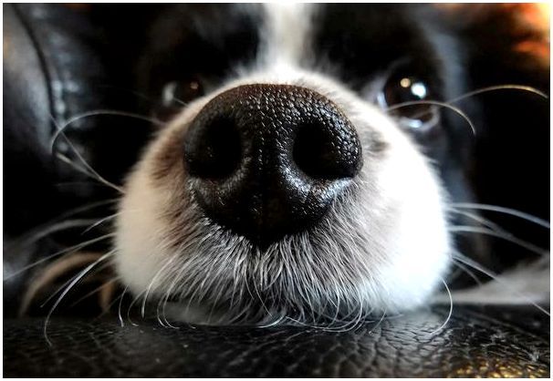 Какую функцию выполняют усы у собак