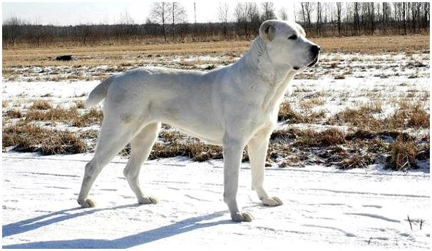 Какую кличку можно дать собаке девочке алабай