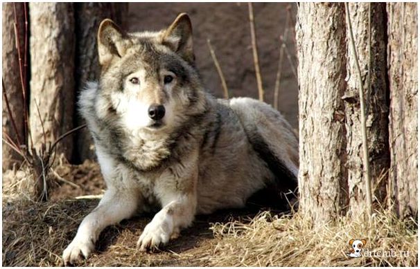 Предками собак были волки
