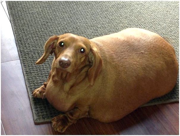 Ожиревшая собака