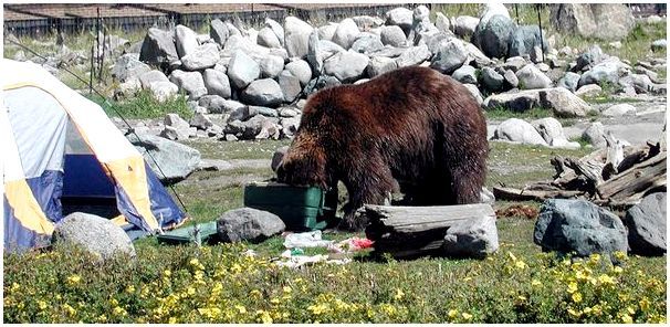 Медведь у палатки