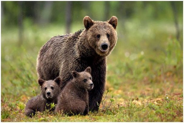 Медведица с детенышами