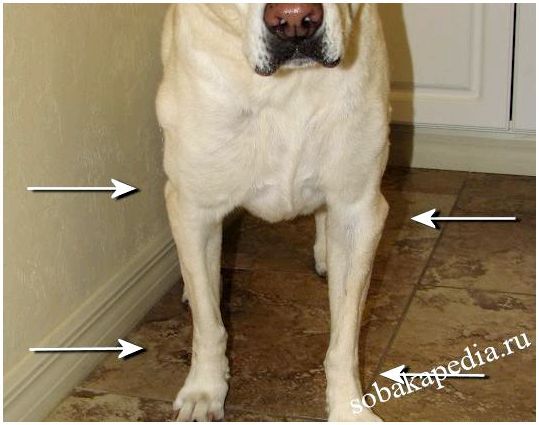 Лечение артрита у собак крупных пород препараты thumbnail