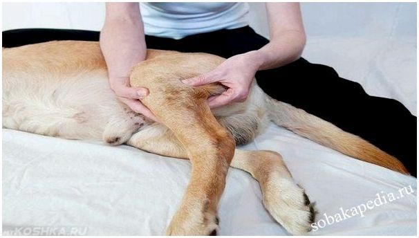 Симптомы артрита у собак