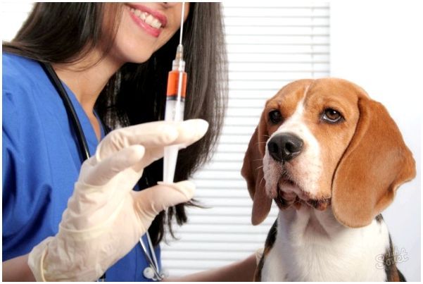 На какой день делают прививку собаке после глистогонки thumbnail