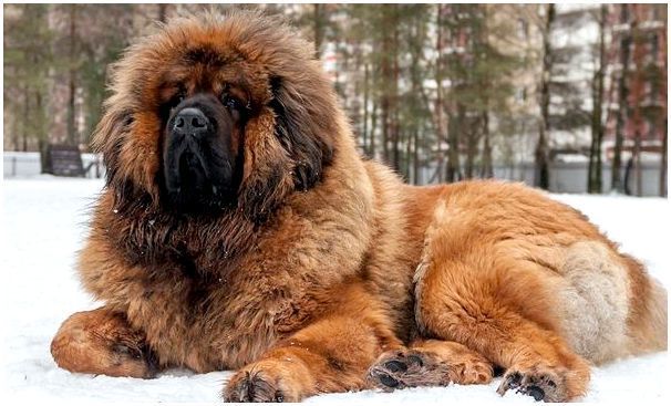 Название собак похожих на больших медведей