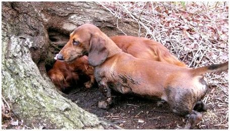 Норные собаки: описание пород, особенности содержания и воспитания