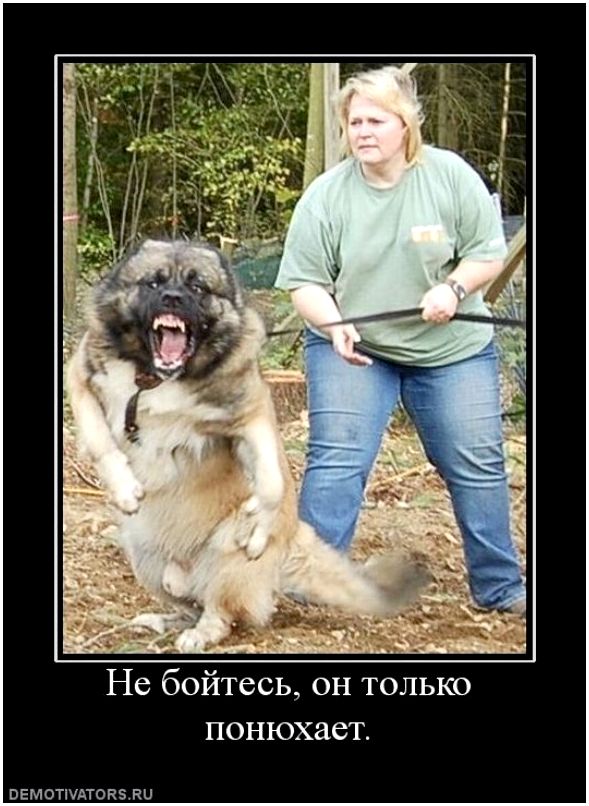 Лицензия на собаку. В РФ собак опасных пород приравняют к оружию