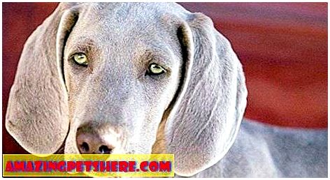 У каких собак зеленые глаза thumbnail