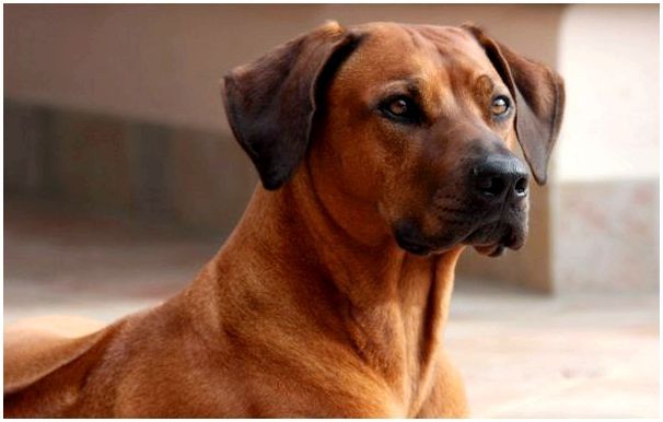 Родезийский риджбек порода собак