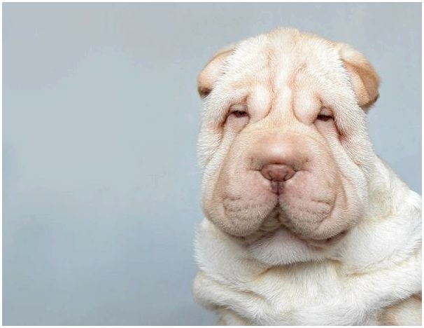 Шарпей фото взрослой собаки породы
