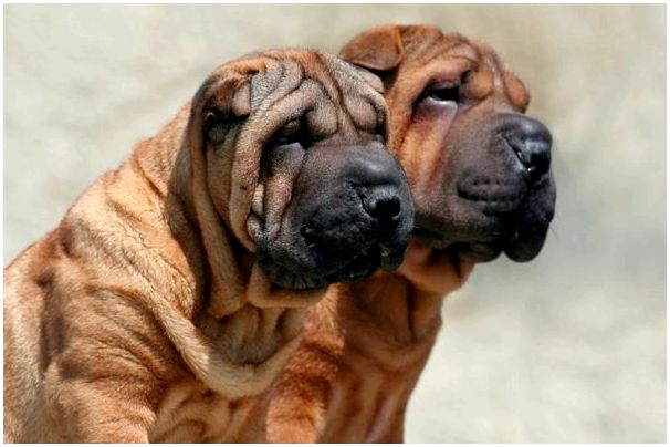 Порода собаки шарпей фото