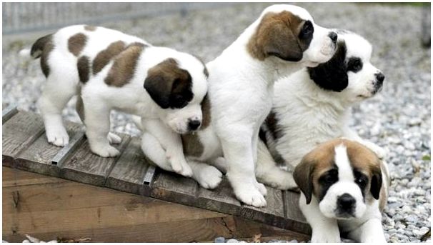 Породы крупных пушистых собак фото thumbnail