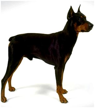 Собака породы немецкий пинчер на видео thumbnail