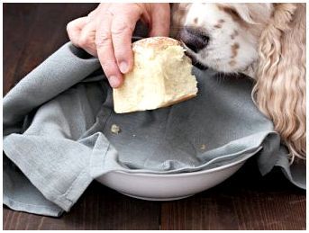 Какой хлеб можно собаке