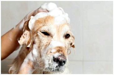 обработка пса шампунем от блох